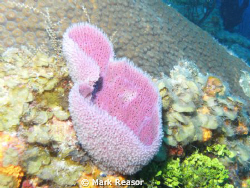 Pink vase sponge taken with a  Sealife DC800 camera with ... by Mark Reasor 